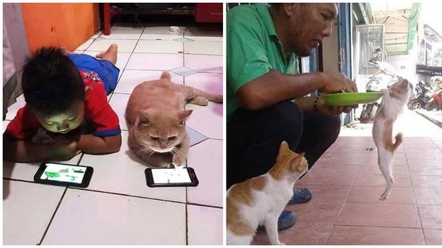 Tingkah laku kucing yang kocak bersama warga Indonesia. (sumber : liputan6)