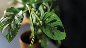rekomendasi tanaman yang dapat menyejukkan ruangan rumah Anda