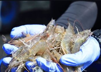 Indonesia Ekspor 10 Kontainer Udang Bebas Cesium 137 ke AS