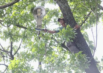 Respon Cepat Aduan Warga, Pemkot Bandung Pangkas Ranting Pohon Tutupi PJU di Jalan Lodaya