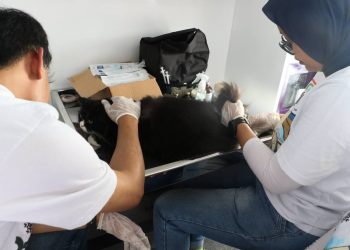 Kota Bandung Pertahankan Status Bebas Rabies