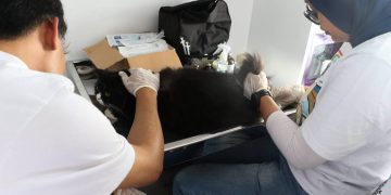 Kota Bandung Pertahankan Status Bebas Rabies