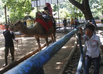 Pemerintah Ambil Alih Kebun Binatang Bandung,Janji Sejahterakan Hewan Dan Para Pekerjanya