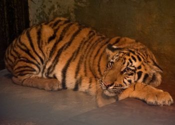 Lagi, Anak Harimau Benggala di Bandung Zoo Mati 