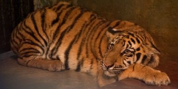 Lagi, Anak Harimau Benggala di Bandung Zoo MatiÂ
