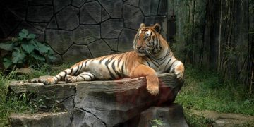 Kematian Harimau Benggala di Bandung Zoo Momentum Evaluasi Tata Kelola Kebun Binatang