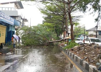 Hujan Deras Puluhan Pohon di Bandung Roboh, Satu Pengendara Tewas Tertimpa