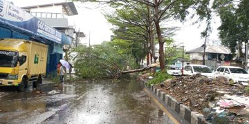Hujan Deras Puluhan Pohon di Bandung Roboh, Satu Pengendara Tewas Tertimpa