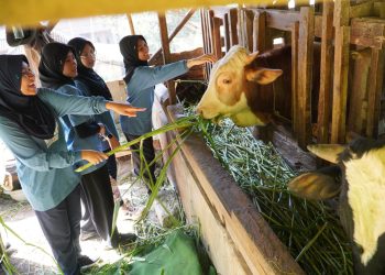 Patriot High Five 2026: SMP Unggulan Darul Hikam Latih Kemandirian dan Kepedulian Siswa