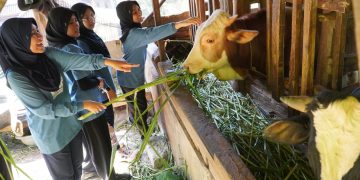 Patriot High Five 2026: SMP Unggulan Darul Hikam Latih Kemandirian dan Kepedulian Siswa