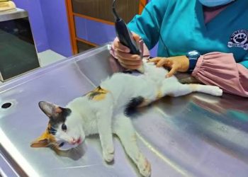 DKPP Kota Bandung Intensifkan Sterilisasi Kucing Liar dengan Metode TNR, Telinga Ditandai Huruf V
