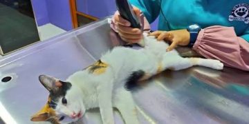 DKPP Kota Bandung Intensifkan Sterilisasi Kucing Liar dengan Metode TNR, Telinga Ditandai Huruf V